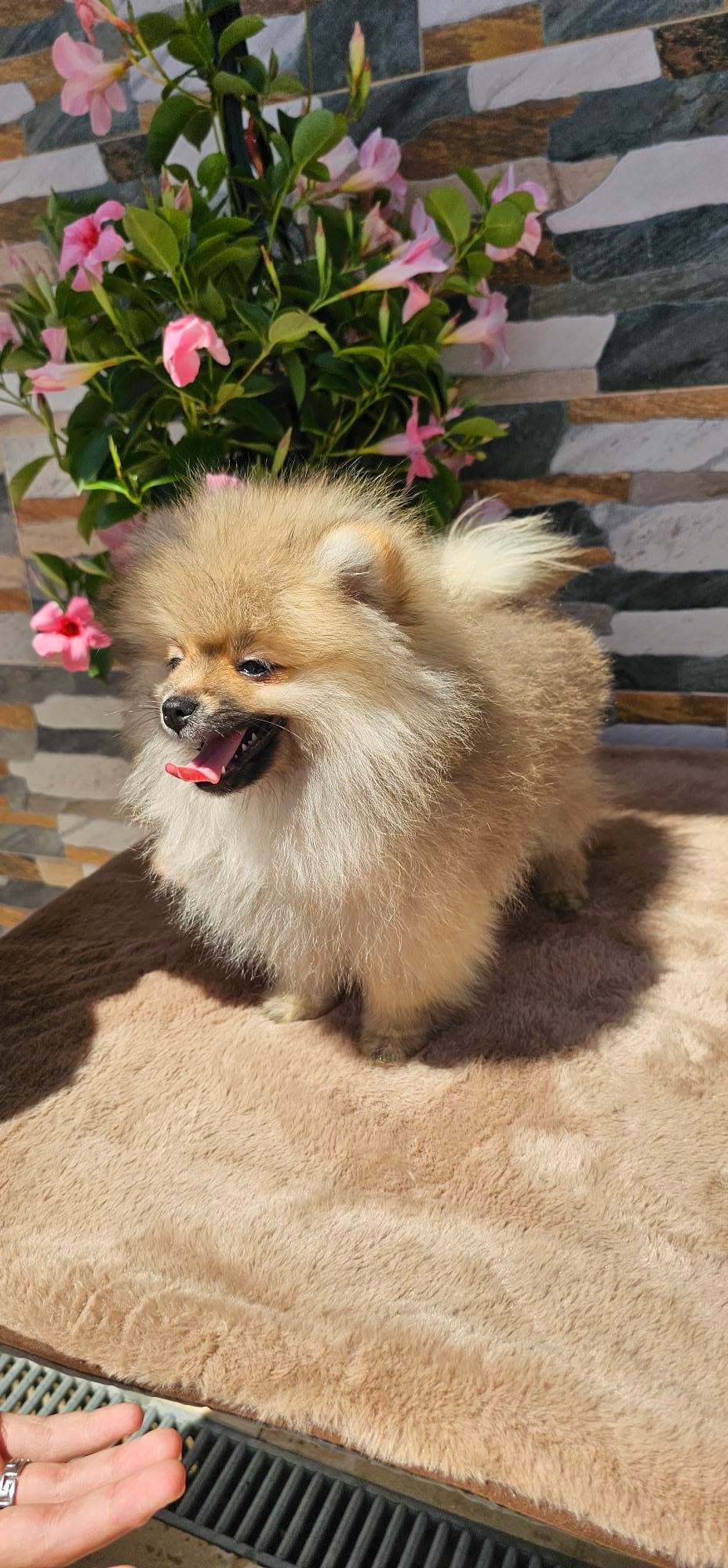 Lulu da Pomerânia dourado