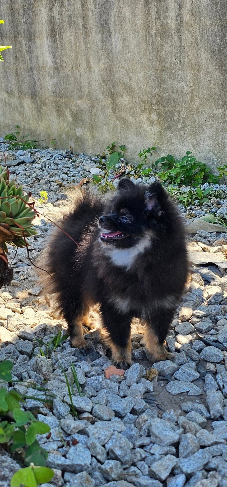 Lulu da Pomerânia preto