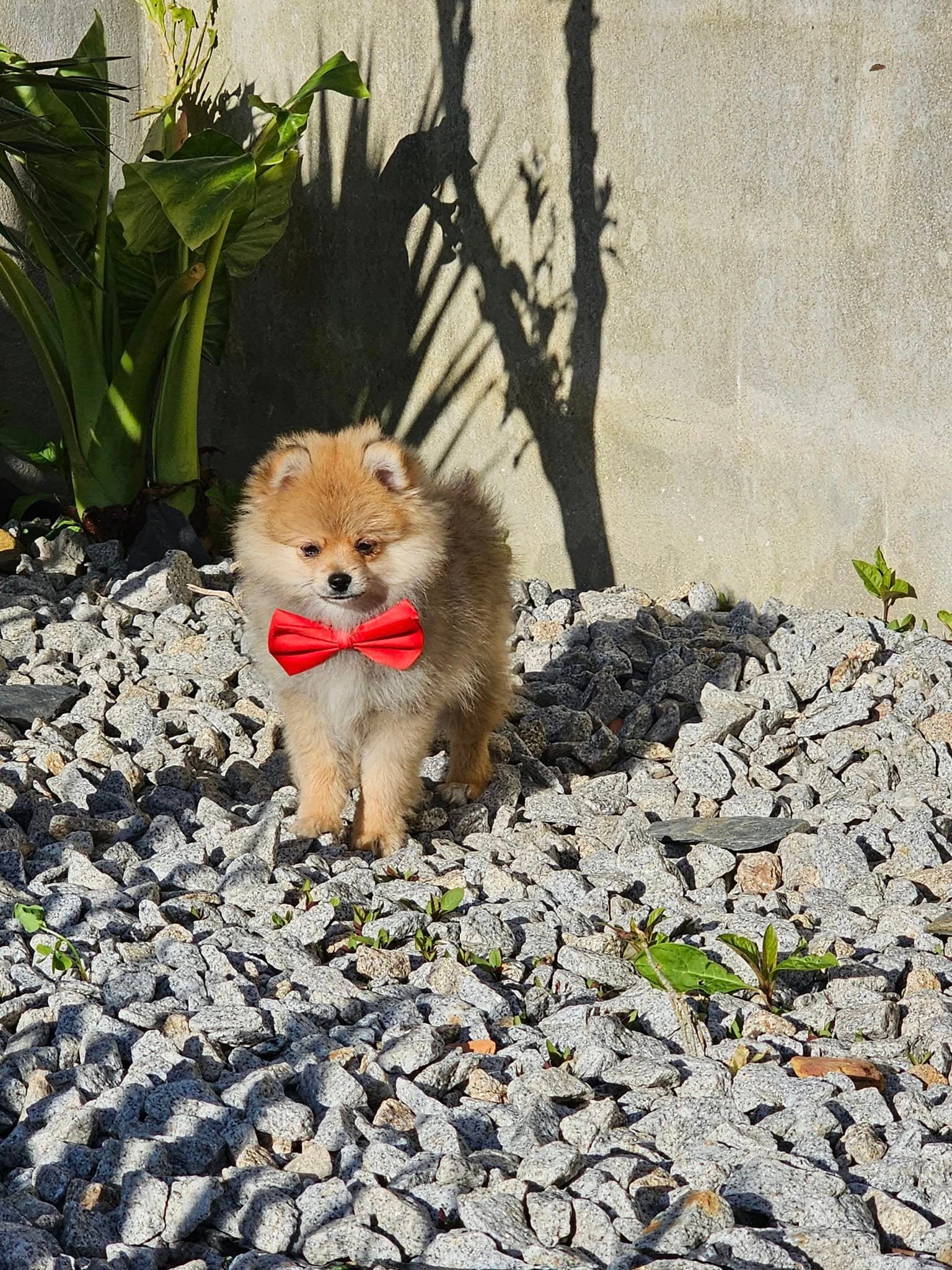 Filhote com laço vermelho